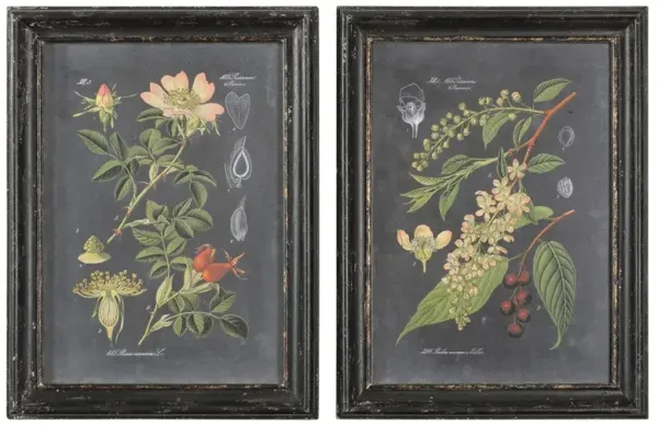 Indie French Country Green Botanical Black Frame Diptych Illustration - 33x25