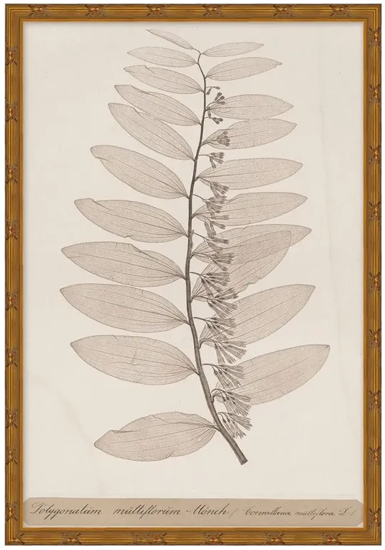 Marie Traditional Pale Pink Botanical Gold Leaf Illustration 2 - 23x16