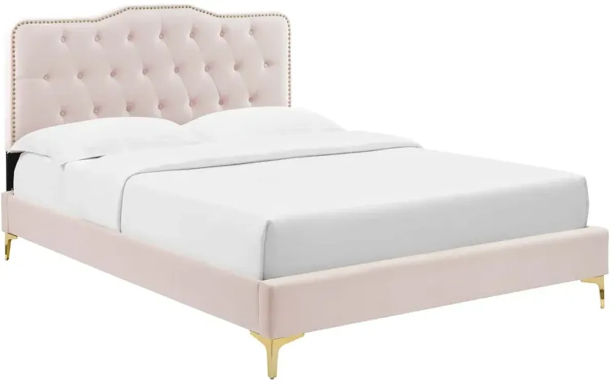 Amber Performance Velvet Platform Bed With Gold Legs by Modway Queen / Pink
