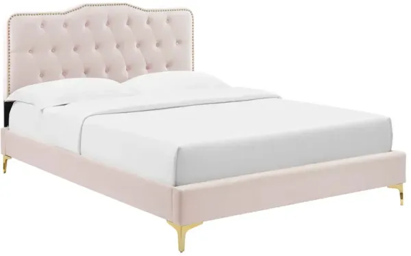 Amber Performance Velvet Platform Bed With Gold Legs by Modway Twin / Pink