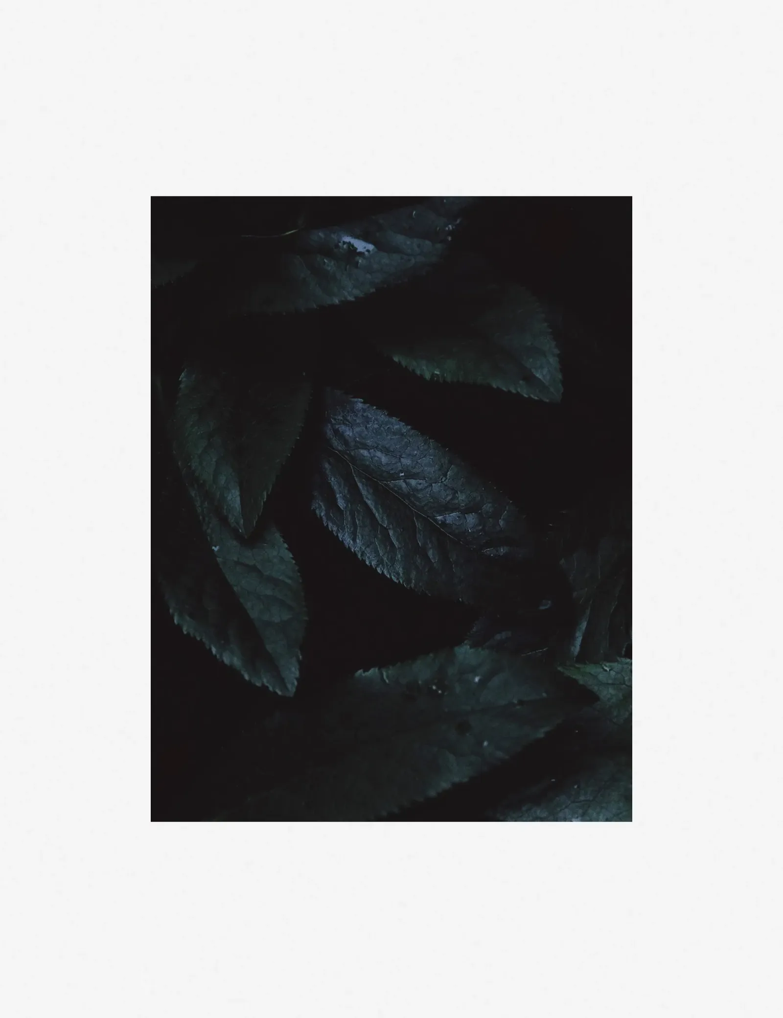 Still Life 3 Photography Print by Ashley Johnson