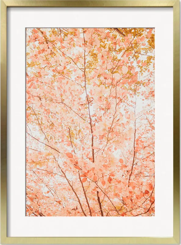 Pastel Fall Tree Photography Print by Ingrid Beddoes