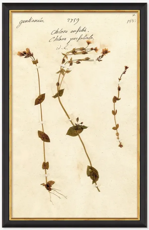 Herbarium A Wall Art