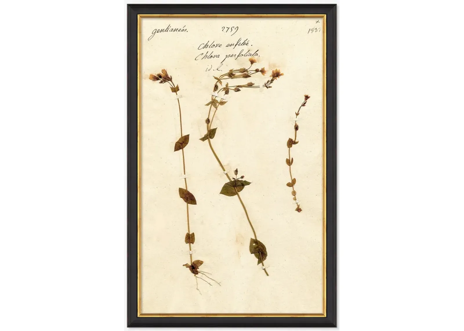 Herbarium A Wall Art