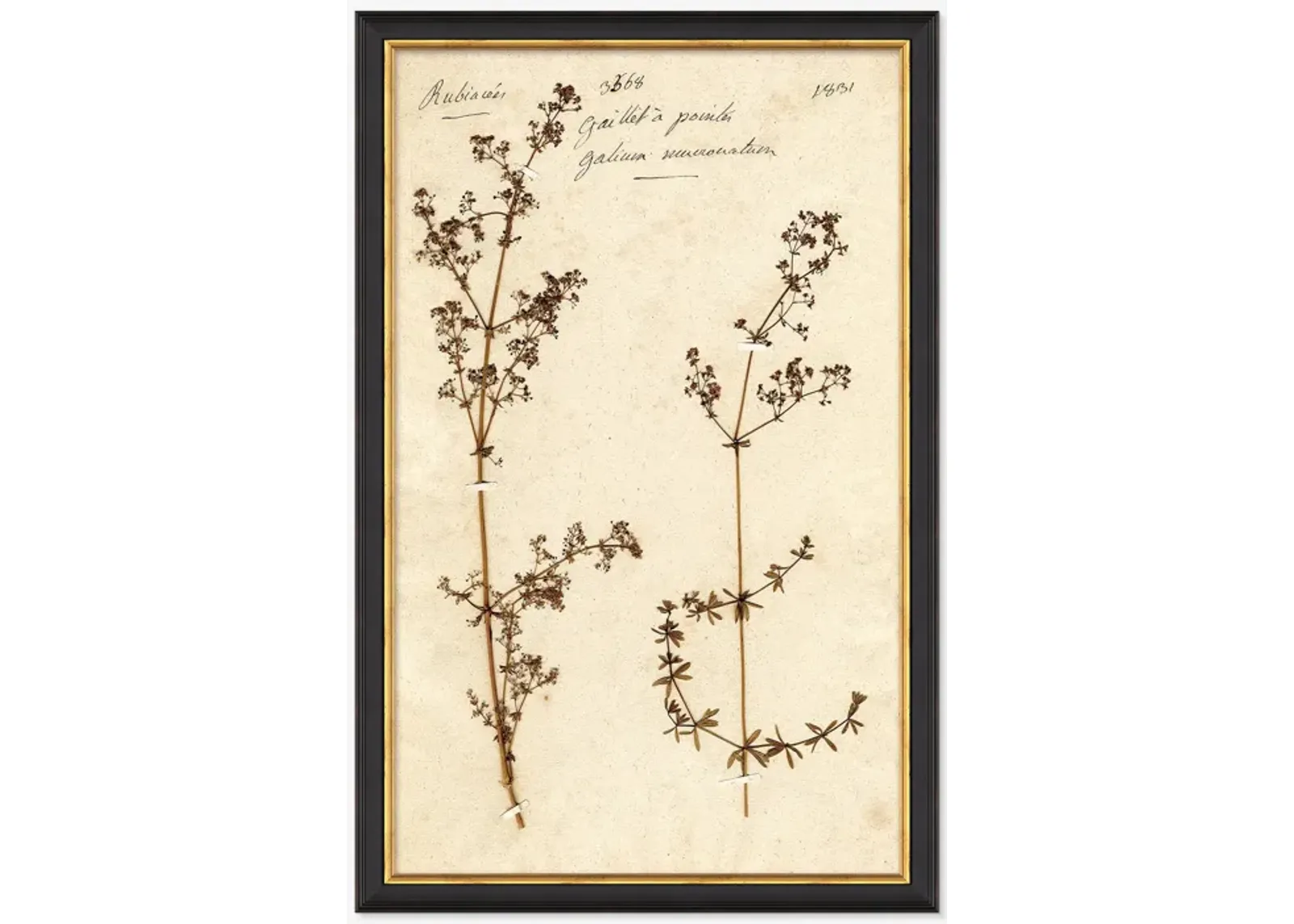 Herbarium B Wall Art