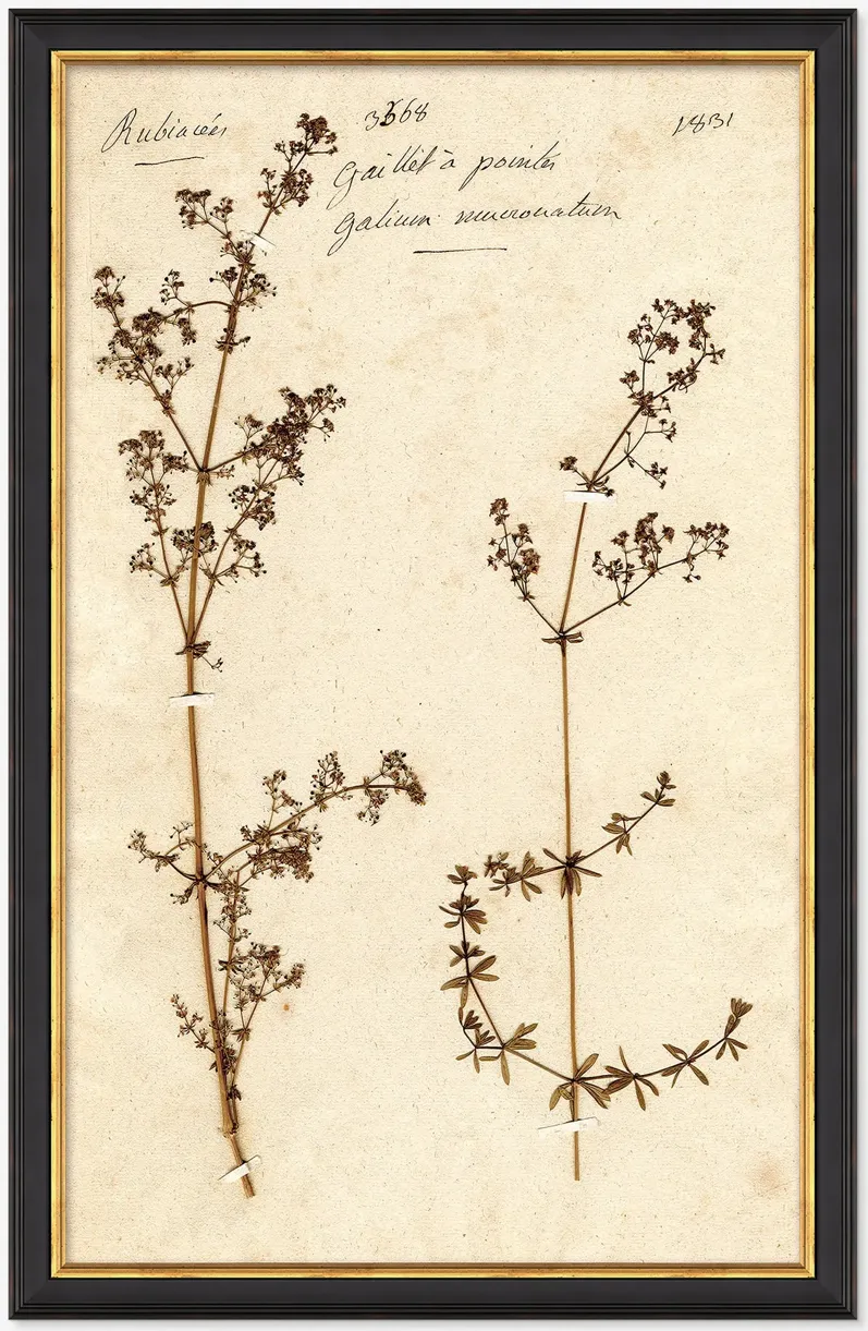 Herbarium B Wall Art