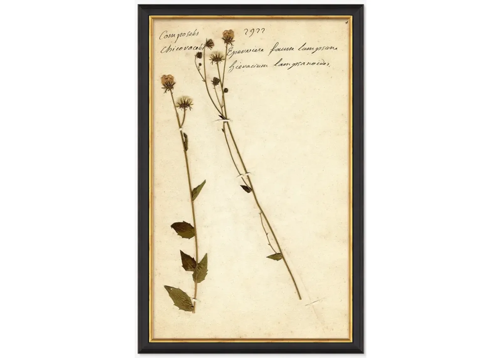 Herbarium C Wall Art