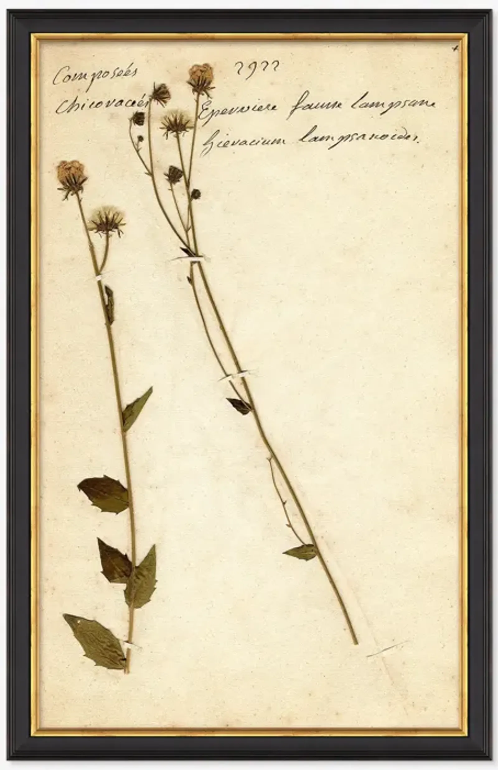 Herbarium C Wall Art