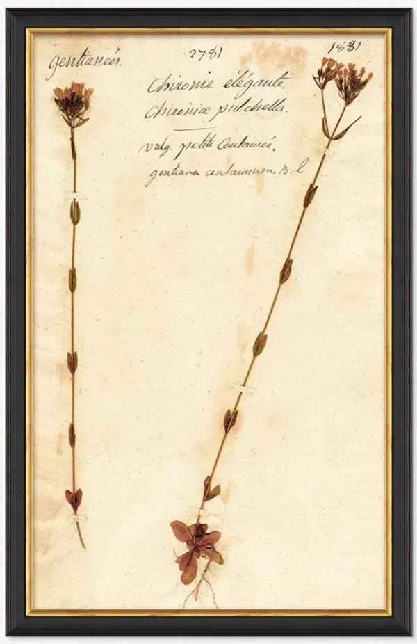 Herbarium D Wall Art