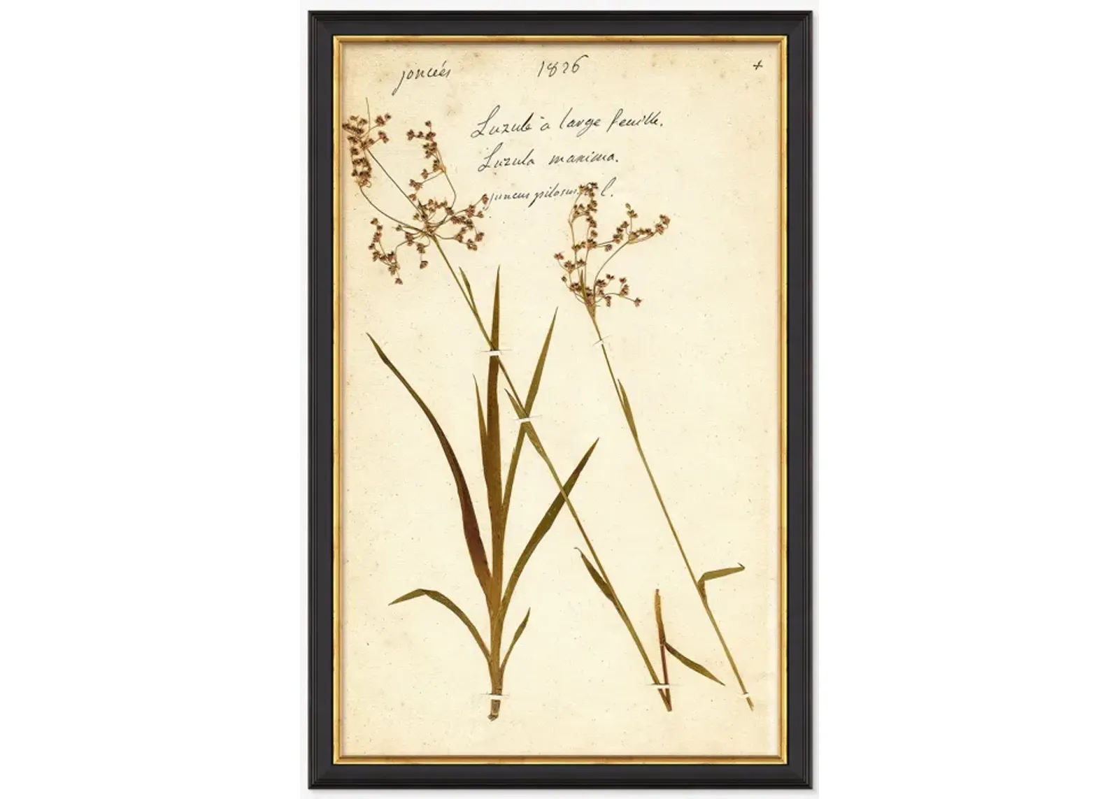 Herbarium E Wall Art