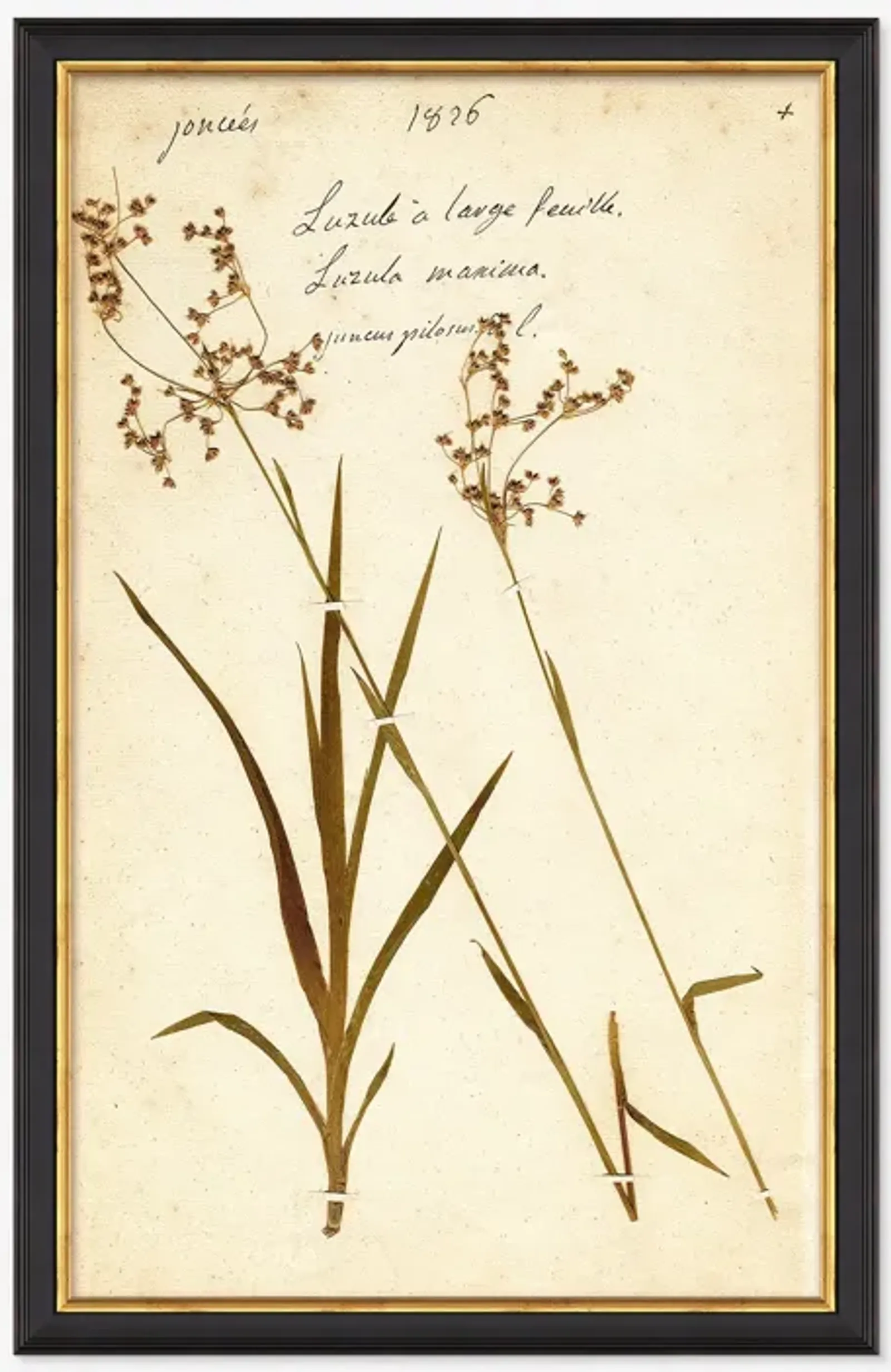 Herbarium E Wall Art