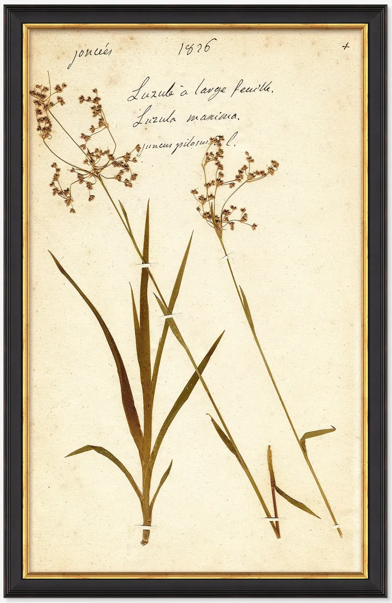 Herbarium E Wall Art