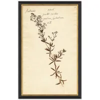 Herbarium F Wall Art
