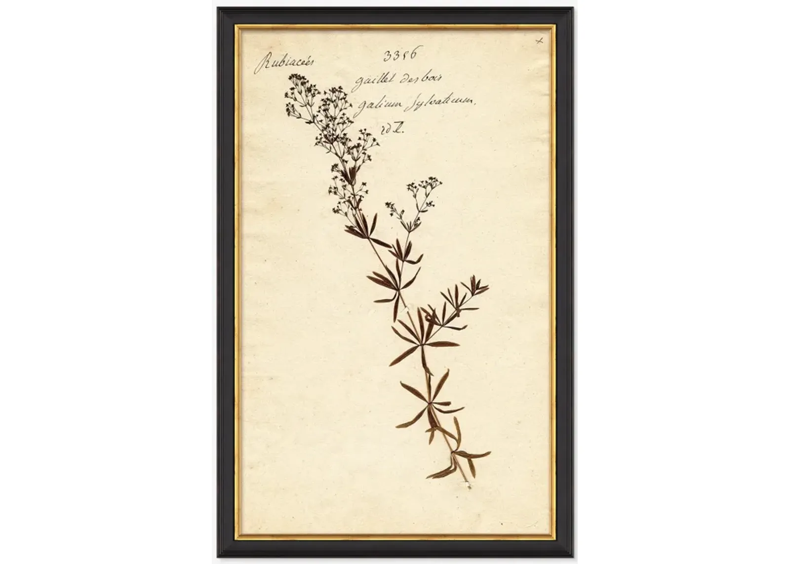 Herbarium F Wall Art