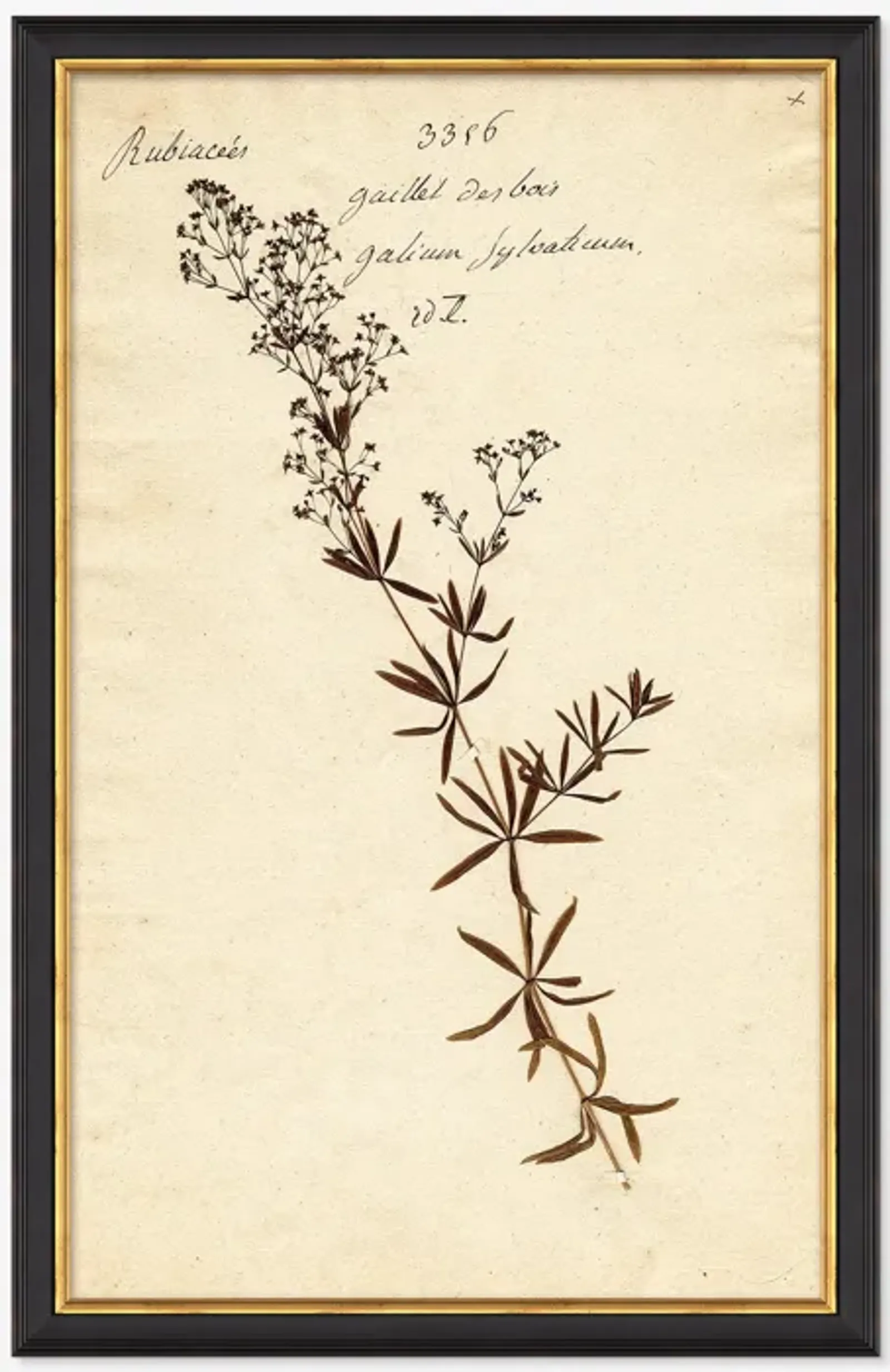 Herbarium F Wall Art