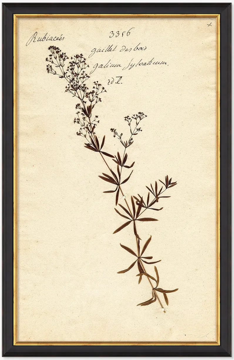 Herbarium F Wall Art