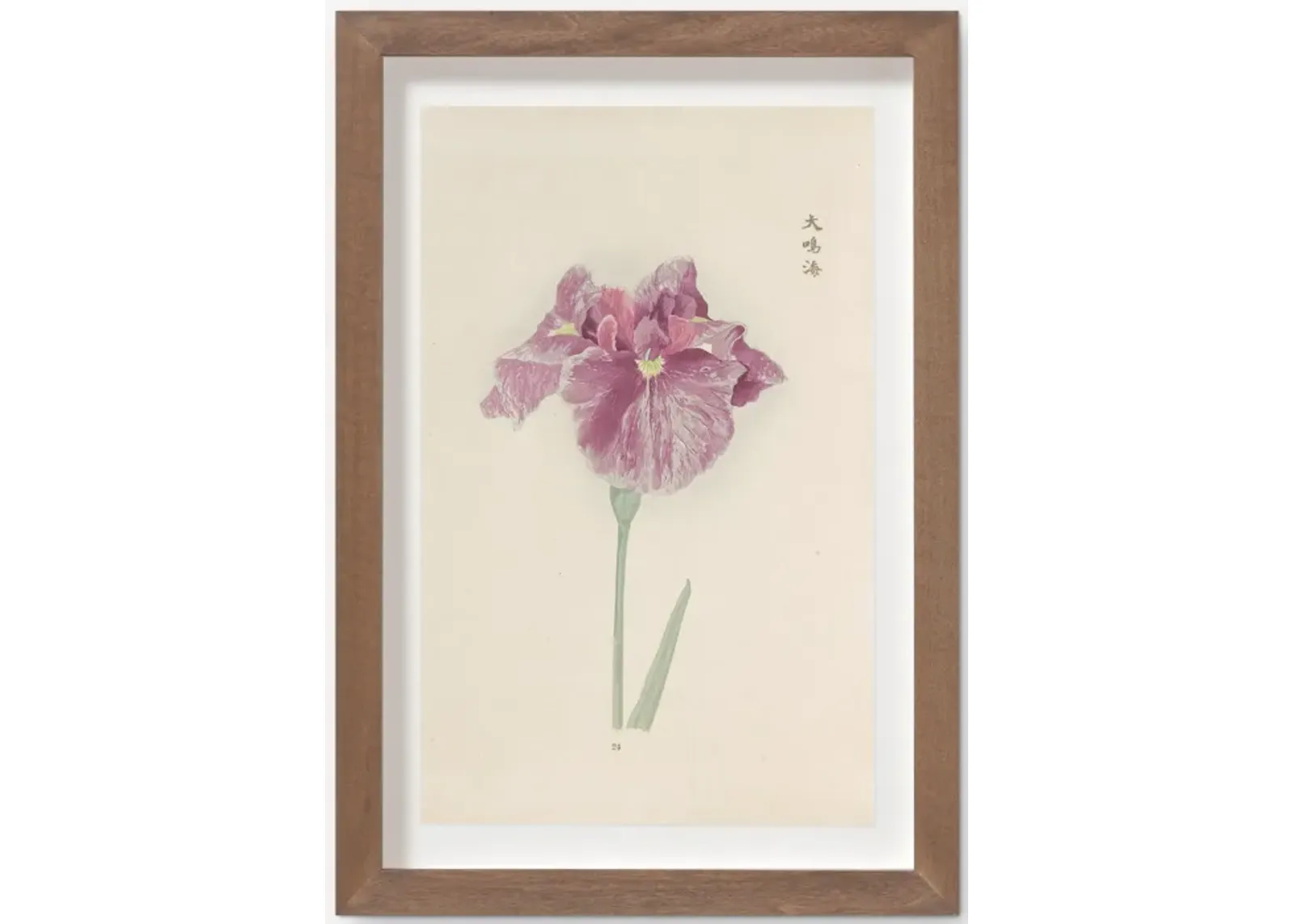 Vintage Japanese Iris No. 24 Wall Art by Miyoshi Manabu