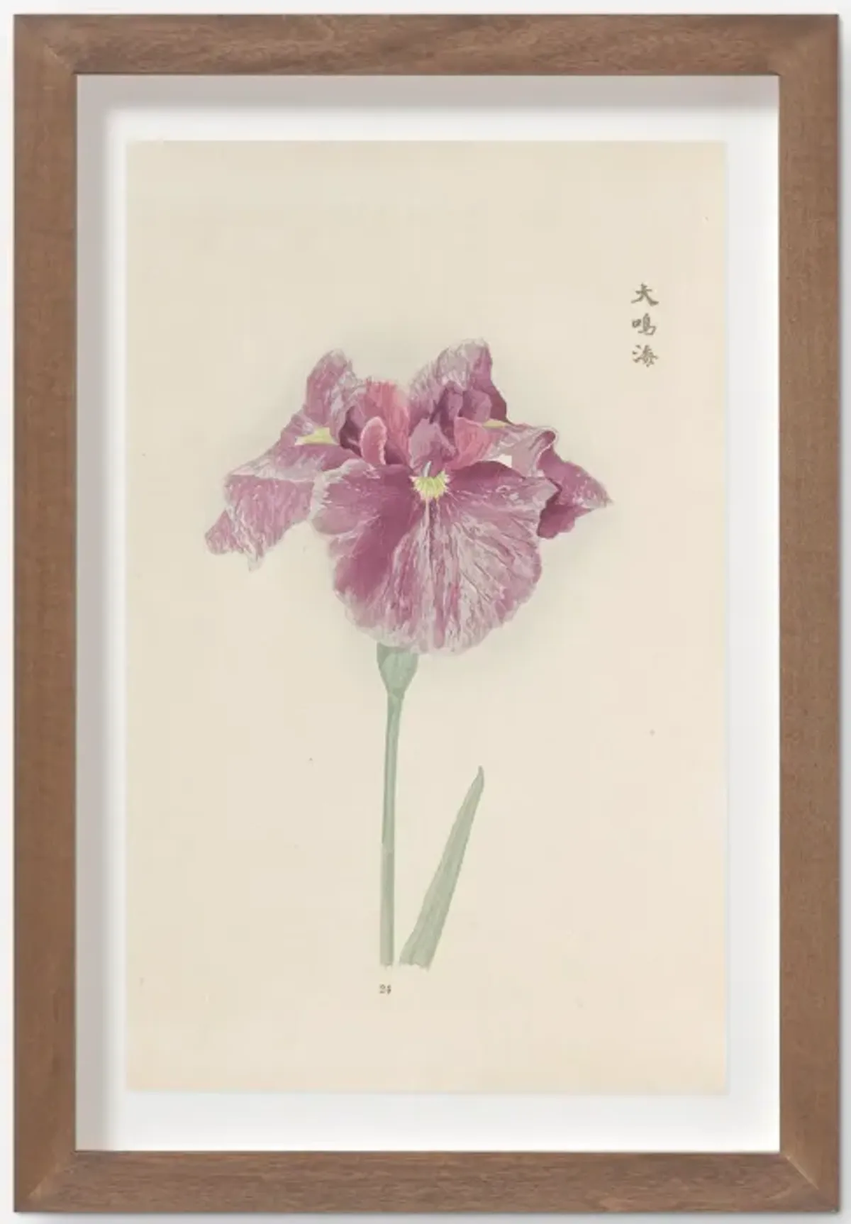 Vintage Japanese Iris No. 24 Wall Art by Miyoshi Manabu