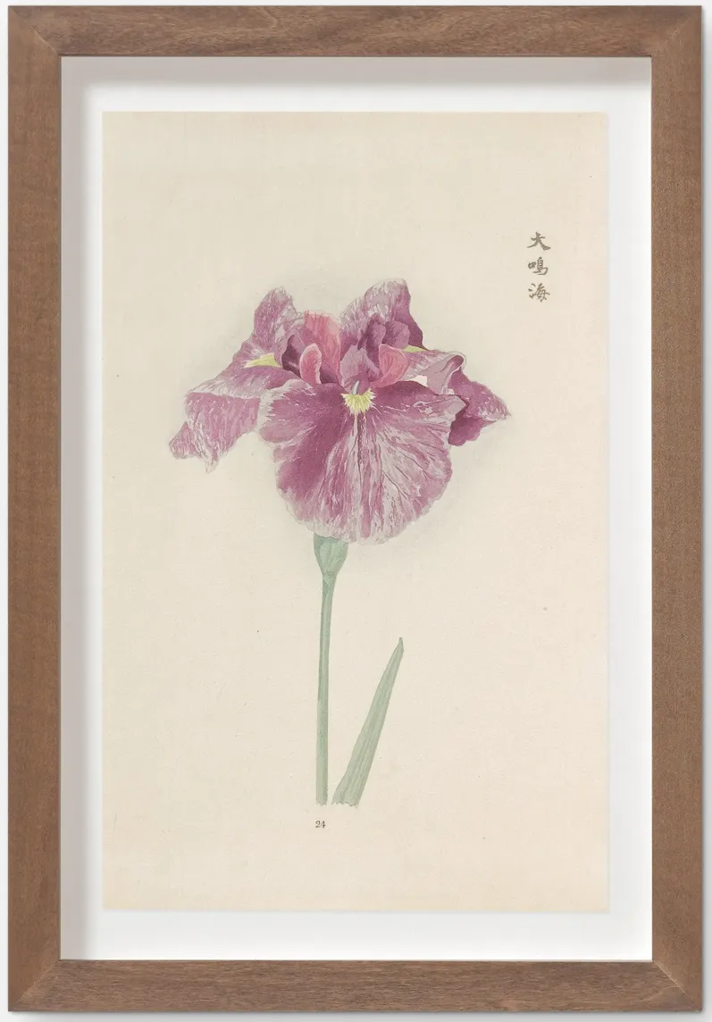 Vintage Japanese Iris No. 24 Wall Art by Miyoshi Manabu
