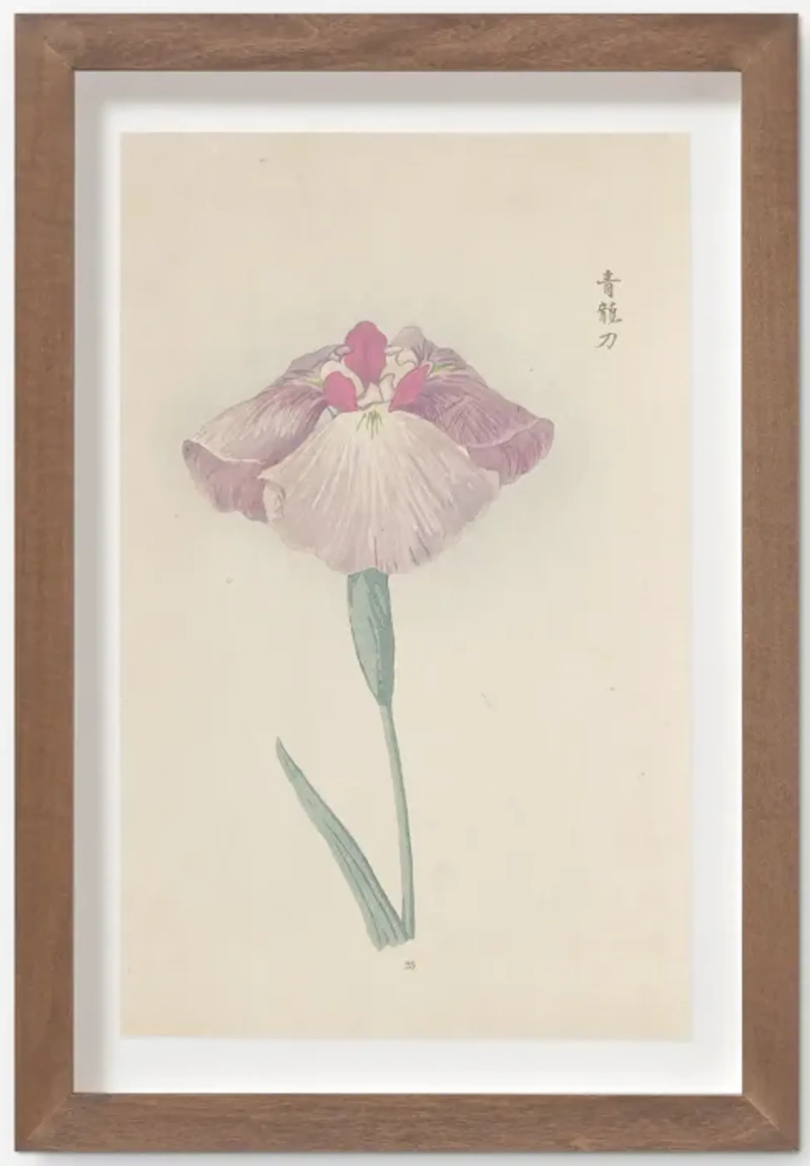 Vintage Japanese Iris No. 25 Wall Art by Miyoshi Manabu