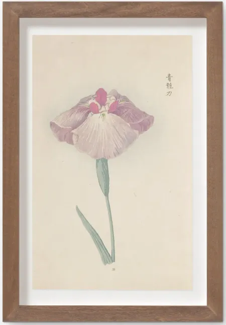 Vintage Japanese Iris No. 25 Wall Art by Miyoshi Manabu