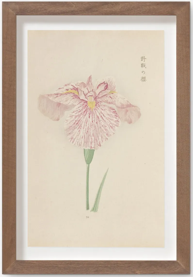 Vintage Japanese Iris No. 20 Wall Art by Miyoshi Manabu