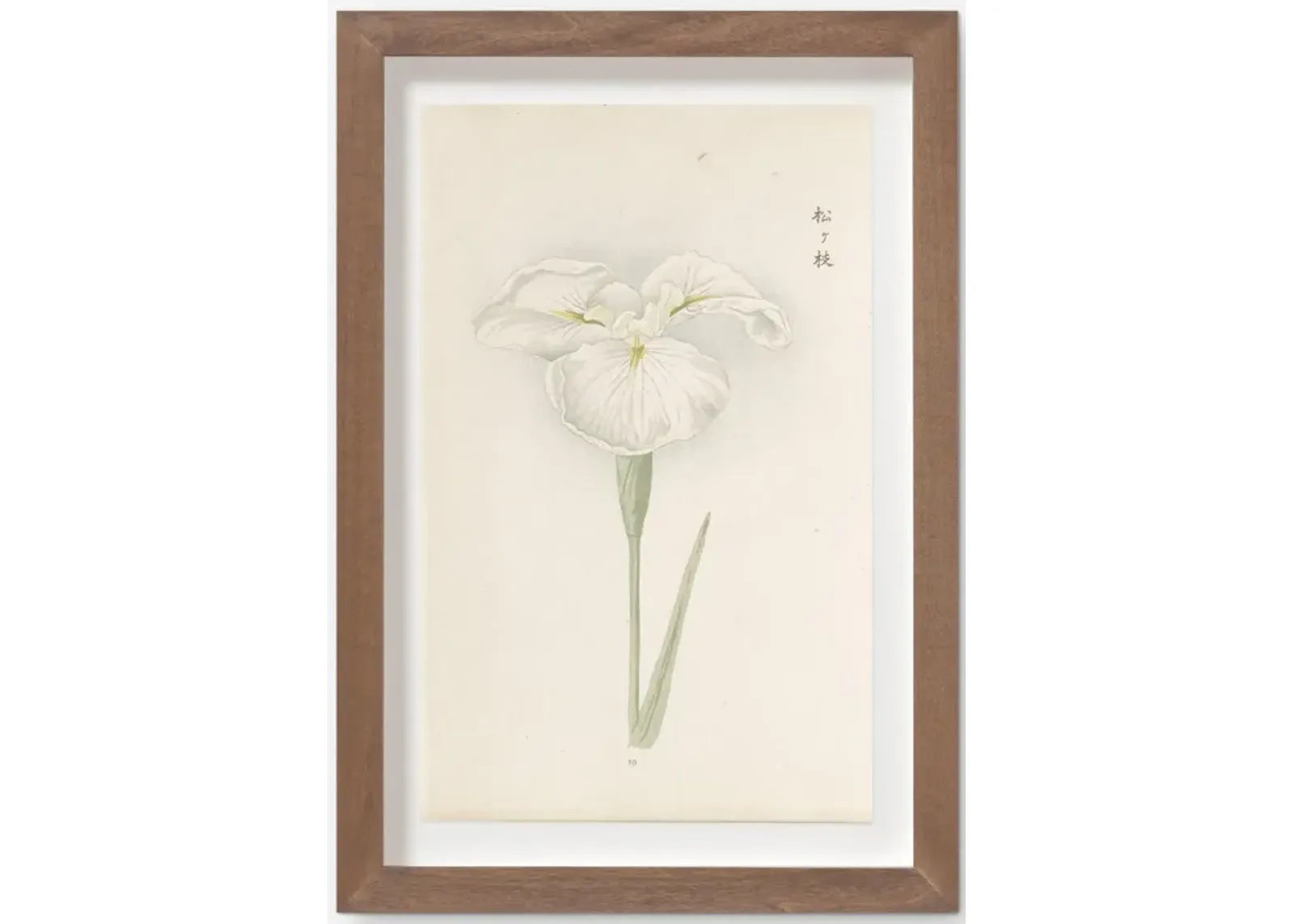 Vintage Japanese Iris No. 10 Wall Art by Miyoshi Manabu