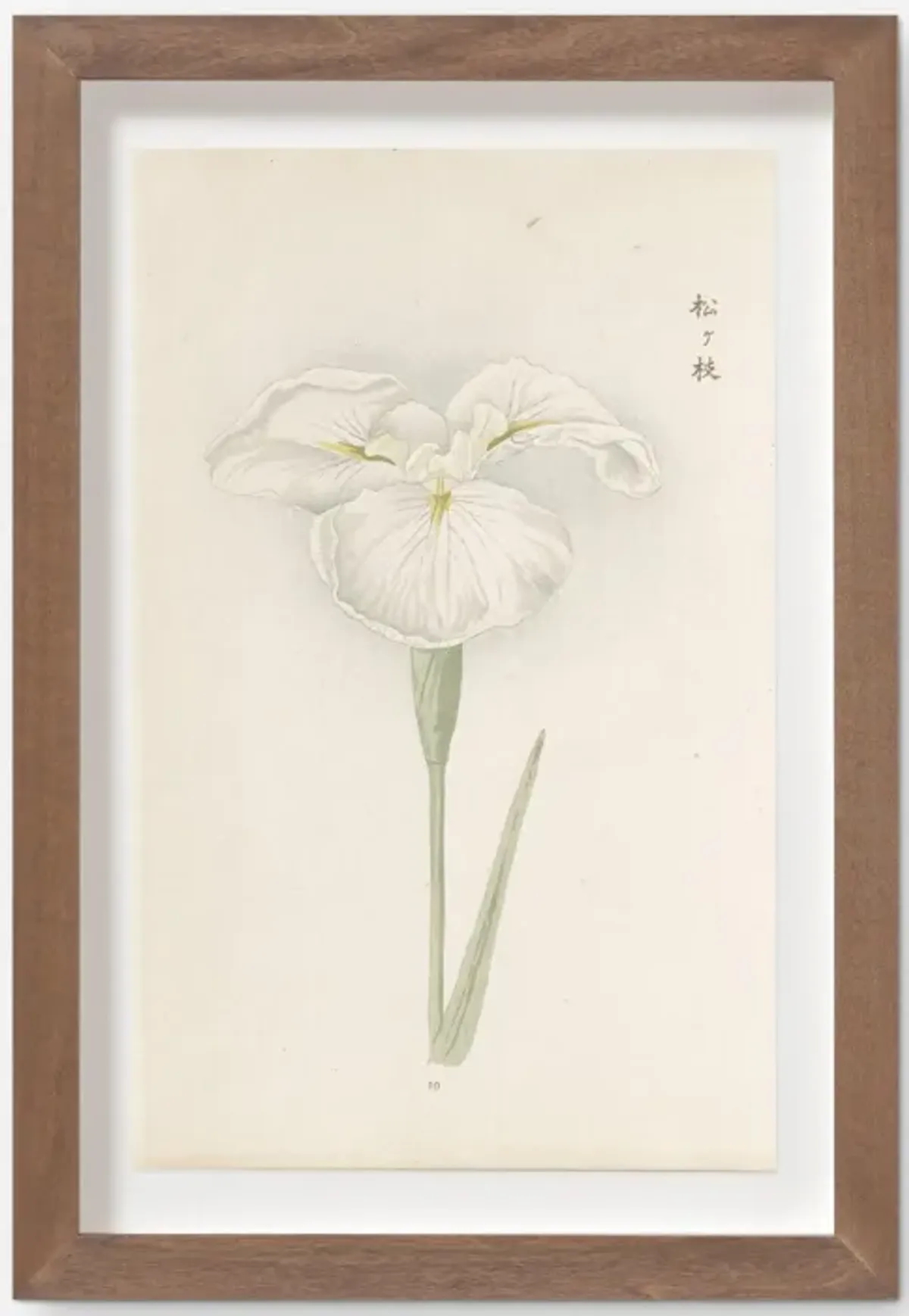 Vintage Japanese Iris No. 10 Wall Art by Miyoshi Manabu