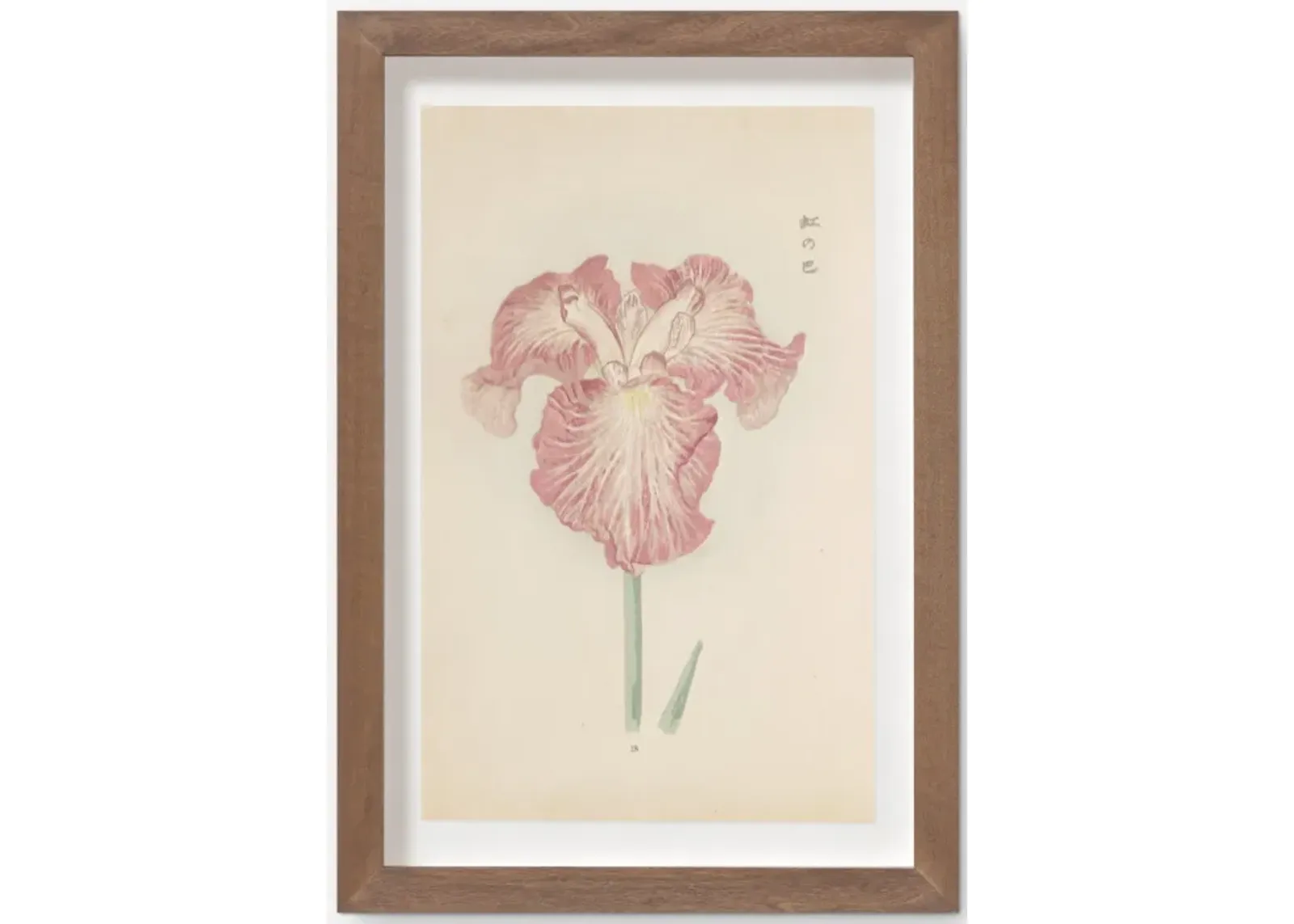 Vintage Japanese Iris No. 18 Wall Art by Miyoshi Manabu