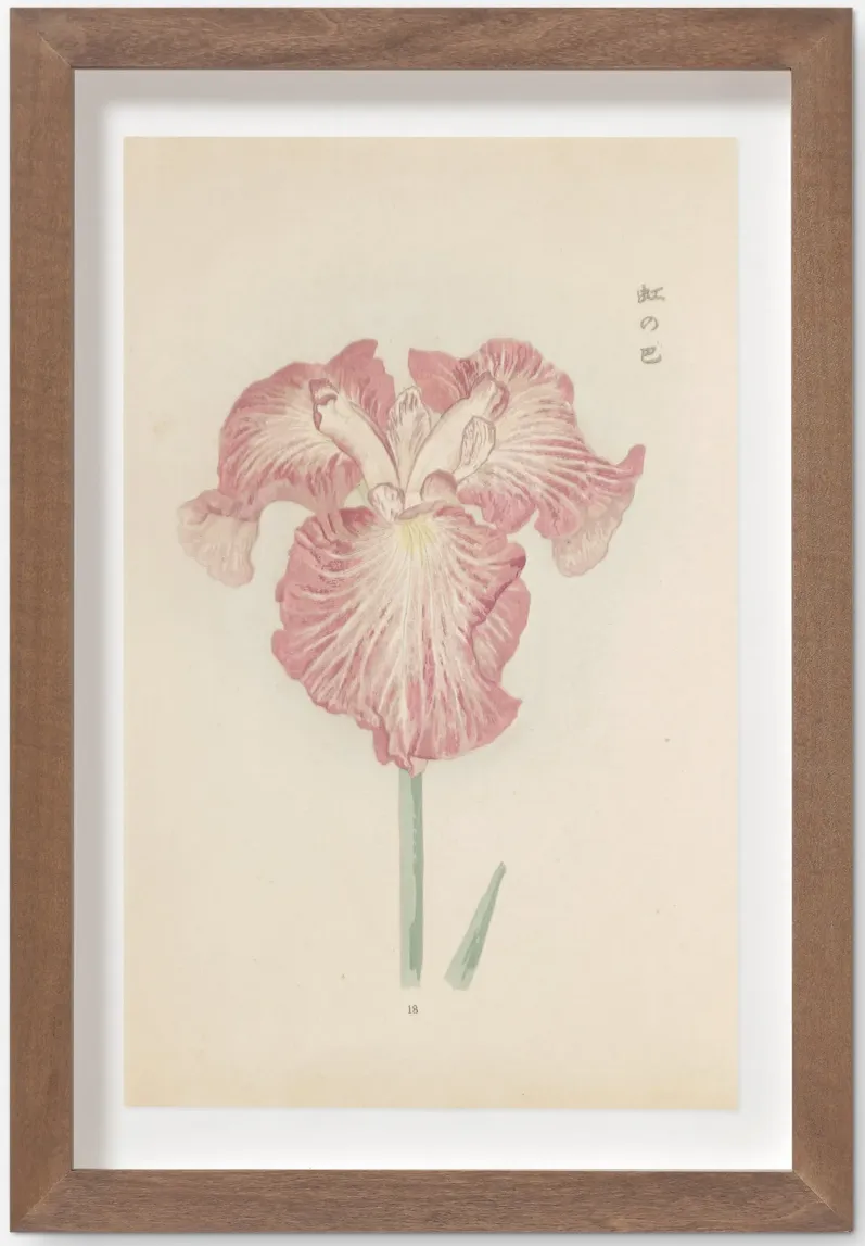 Vintage Japanese Iris No. 18 Wall Art by Miyoshi Manabu