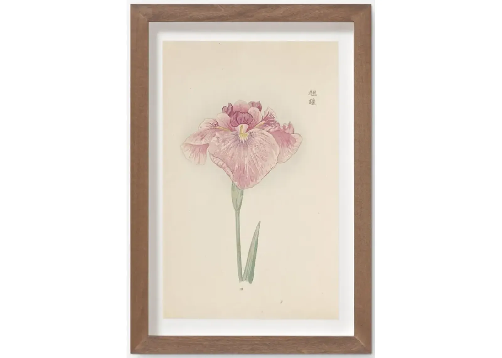 Vintage Japanese Iris No. 19 Wall Art by Miyoshi Manabu