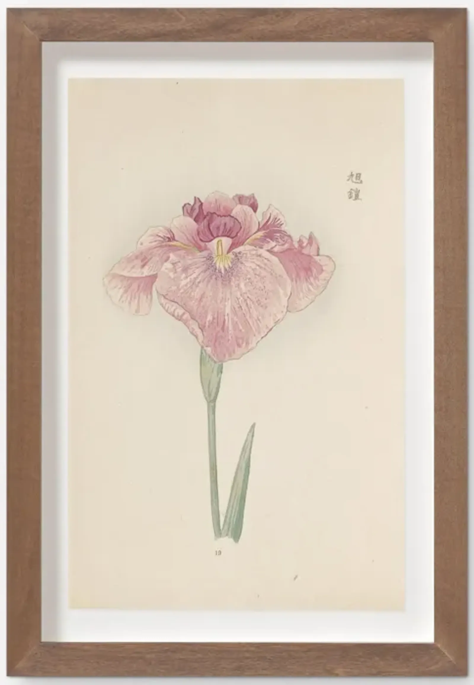 Vintage Japanese Iris No. 19 Wall Art by Miyoshi Manabu