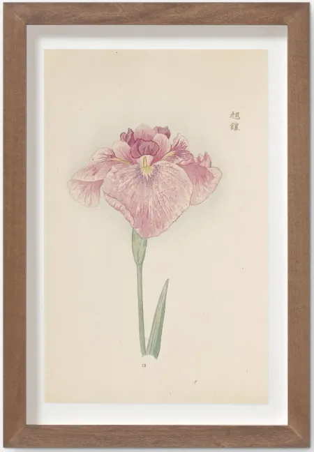 Vintage Japanese Iris No. 19 Wall Art by Miyoshi Manabu