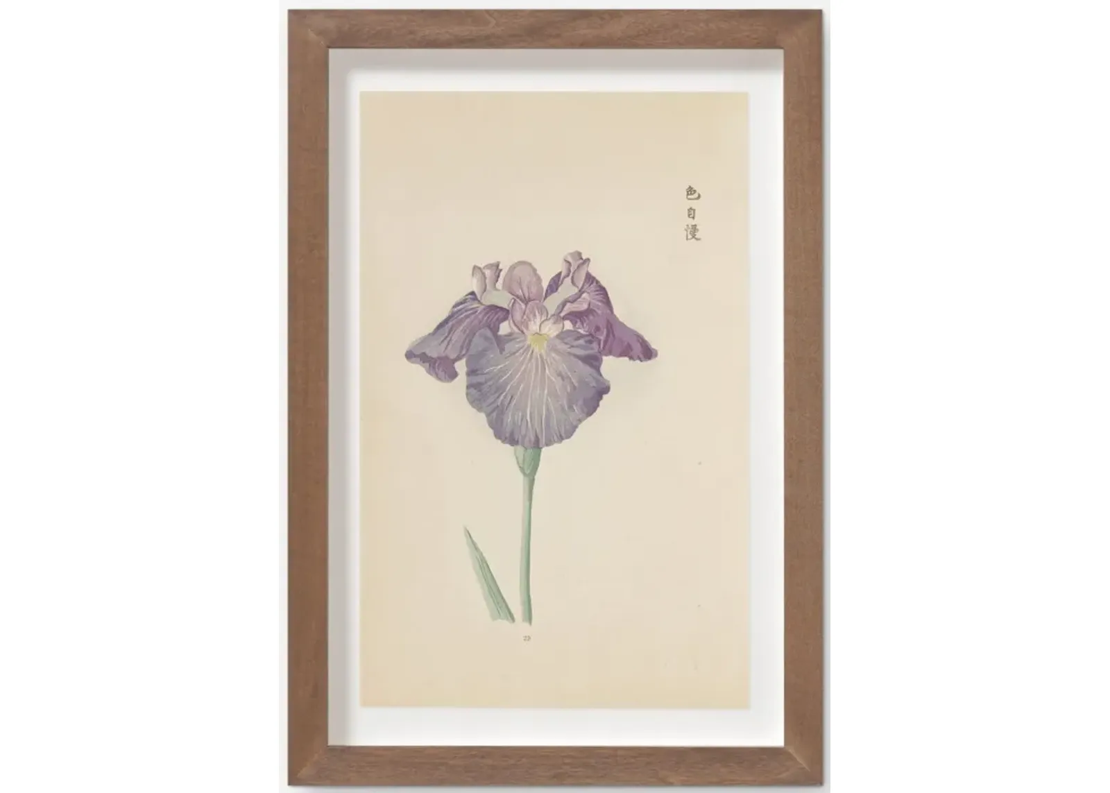 Vintage Japanese Iris No. 29 Wall Art by Miyoshi Manabu