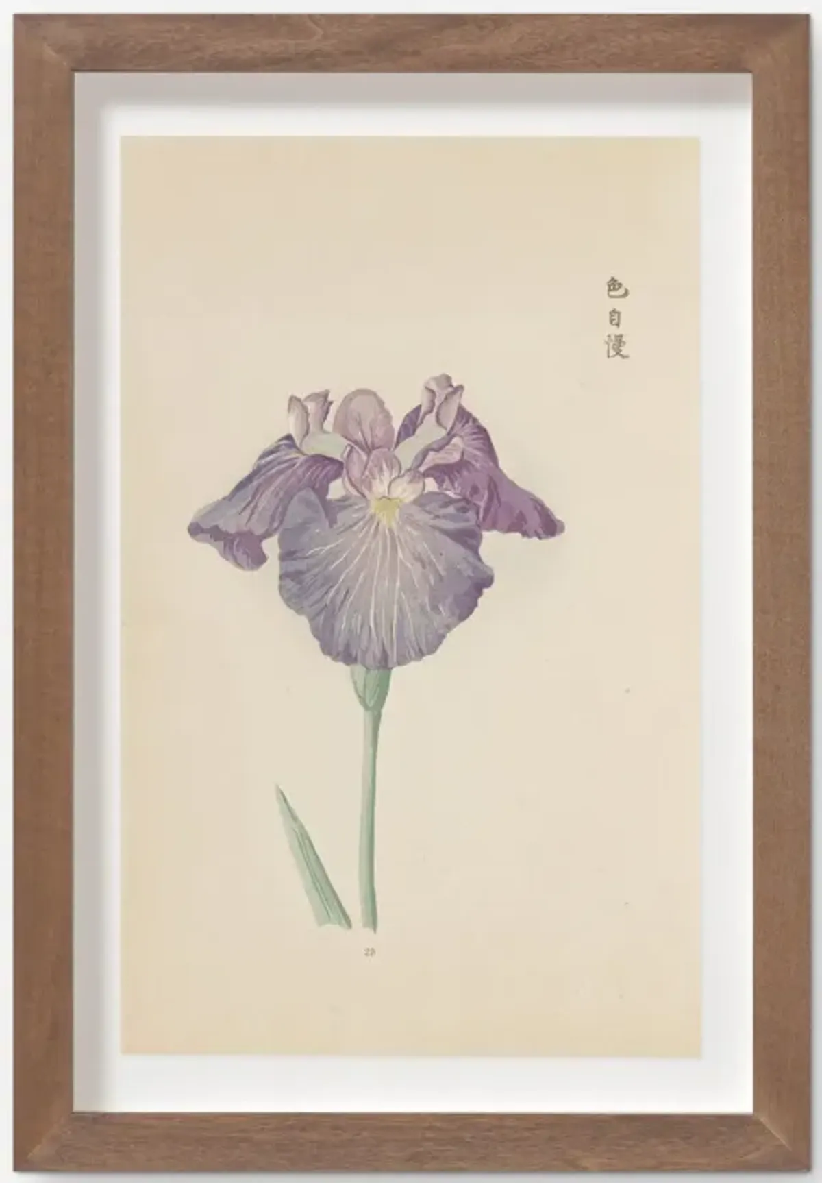 Vintage Japanese Iris No. 29 Wall Art by Miyoshi Manabu