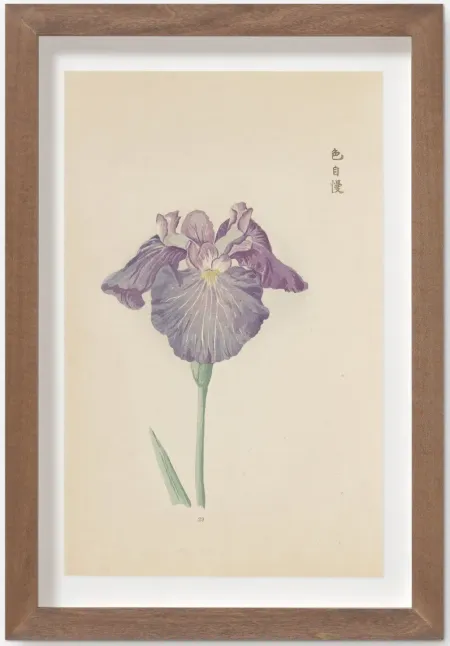 Vintage Japanese Iris No. 29 Wall Art by Miyoshi Manabu