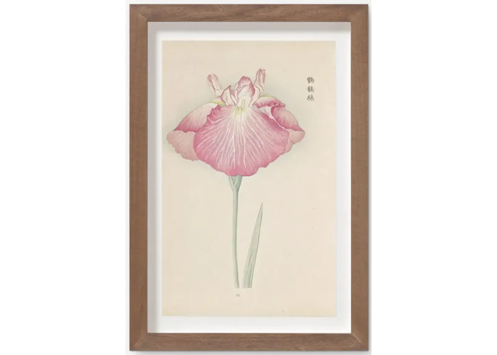 Vintage Japanese Iris No. 23 Wall Art by Miyoshi Manabu