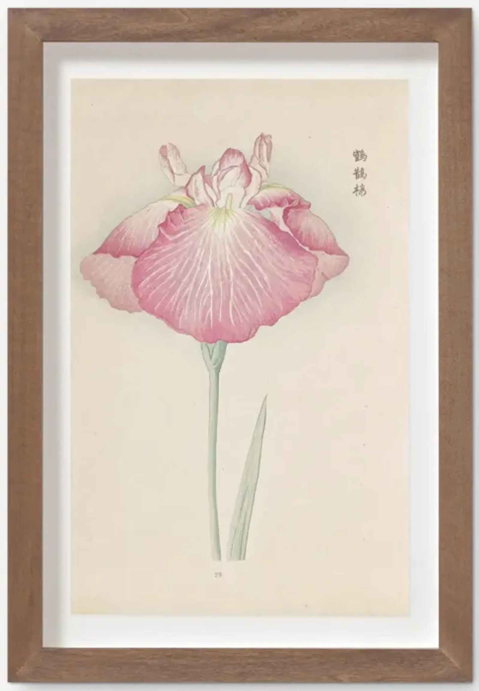 Vintage Japanese Iris No. 23 Wall Art by Miyoshi Manabu