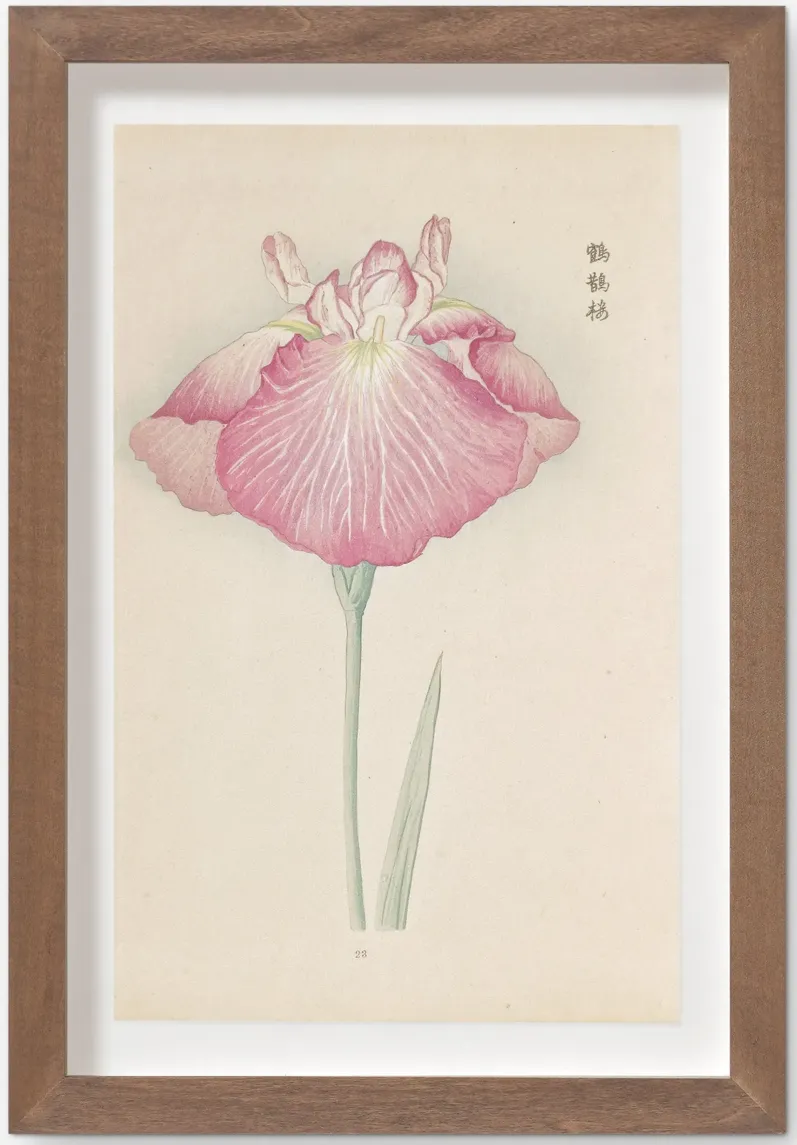Vintage Japanese Iris No. 23 Wall Art by Miyoshi Manabu