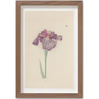 Vintage Japanese Iris No. 28 Wall Art by Miyoshi Manabu