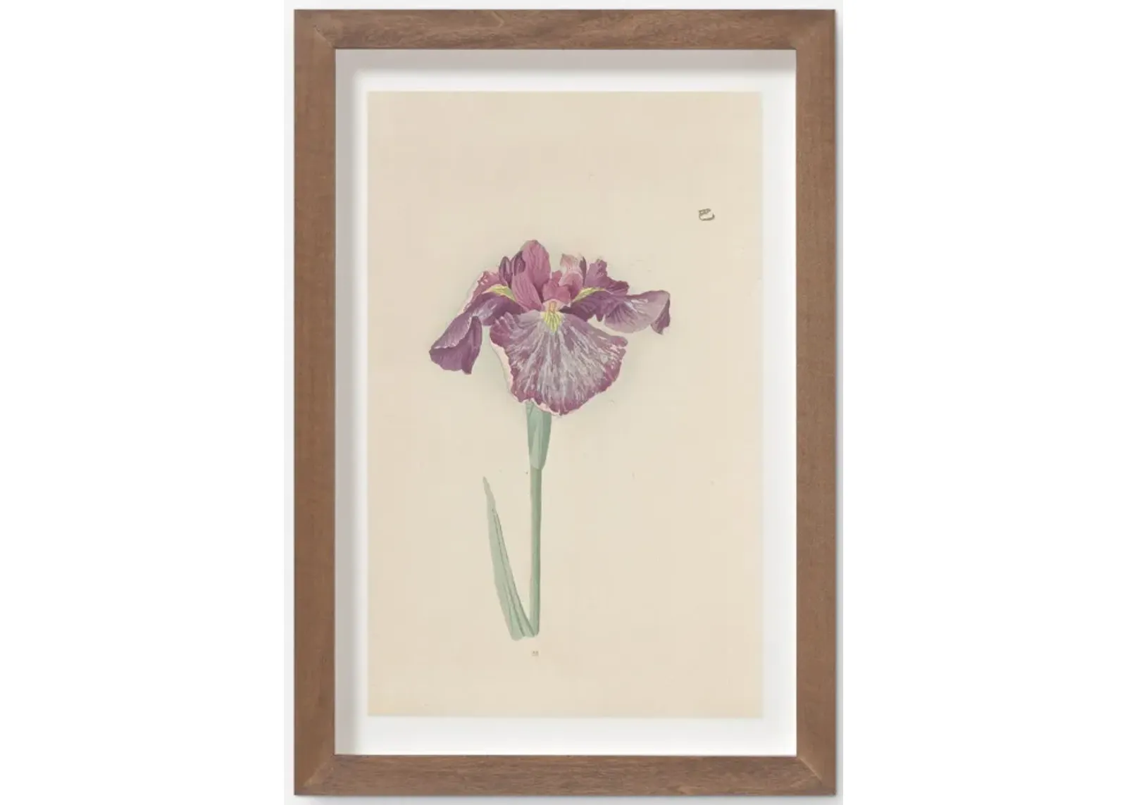 Vintage Japanese Iris No. 28 Wall Art by Miyoshi Manabu