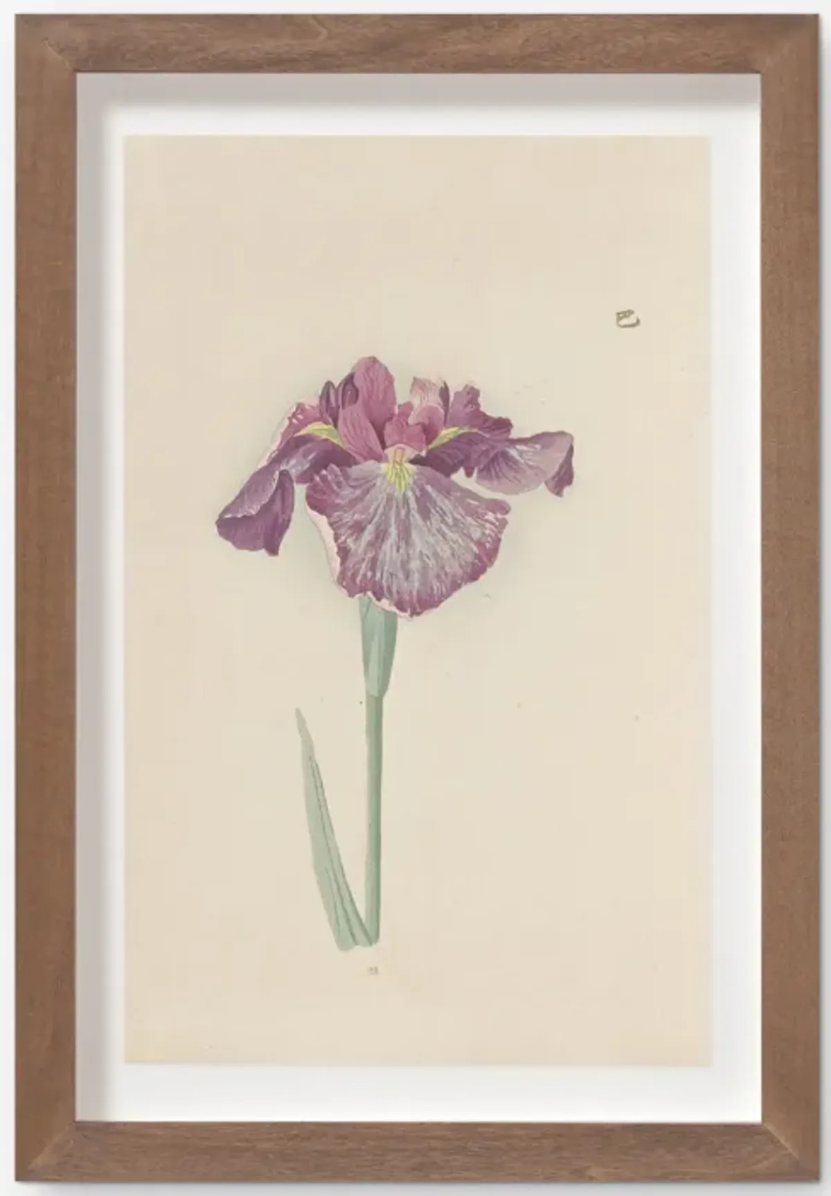 Vintage Japanese Iris No. 28 Wall Art by Miyoshi Manabu