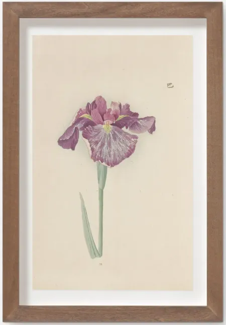 Vintage Japanese Iris No. 28 Wall Art by Miyoshi Manabu