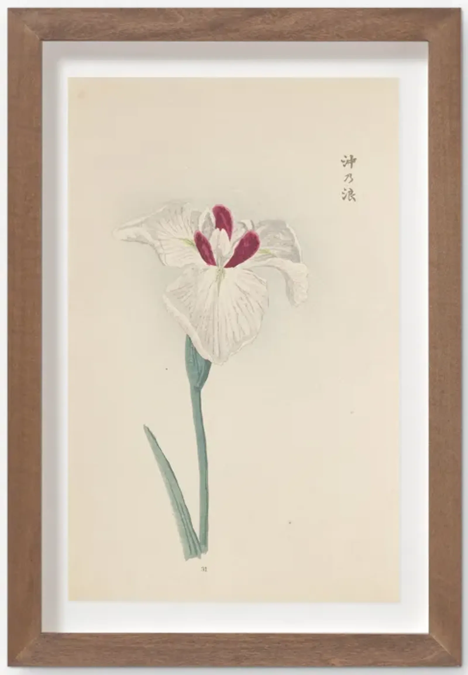 Vintage Japanese Iris No. 31 Wall Art by Miyoshi Manabu