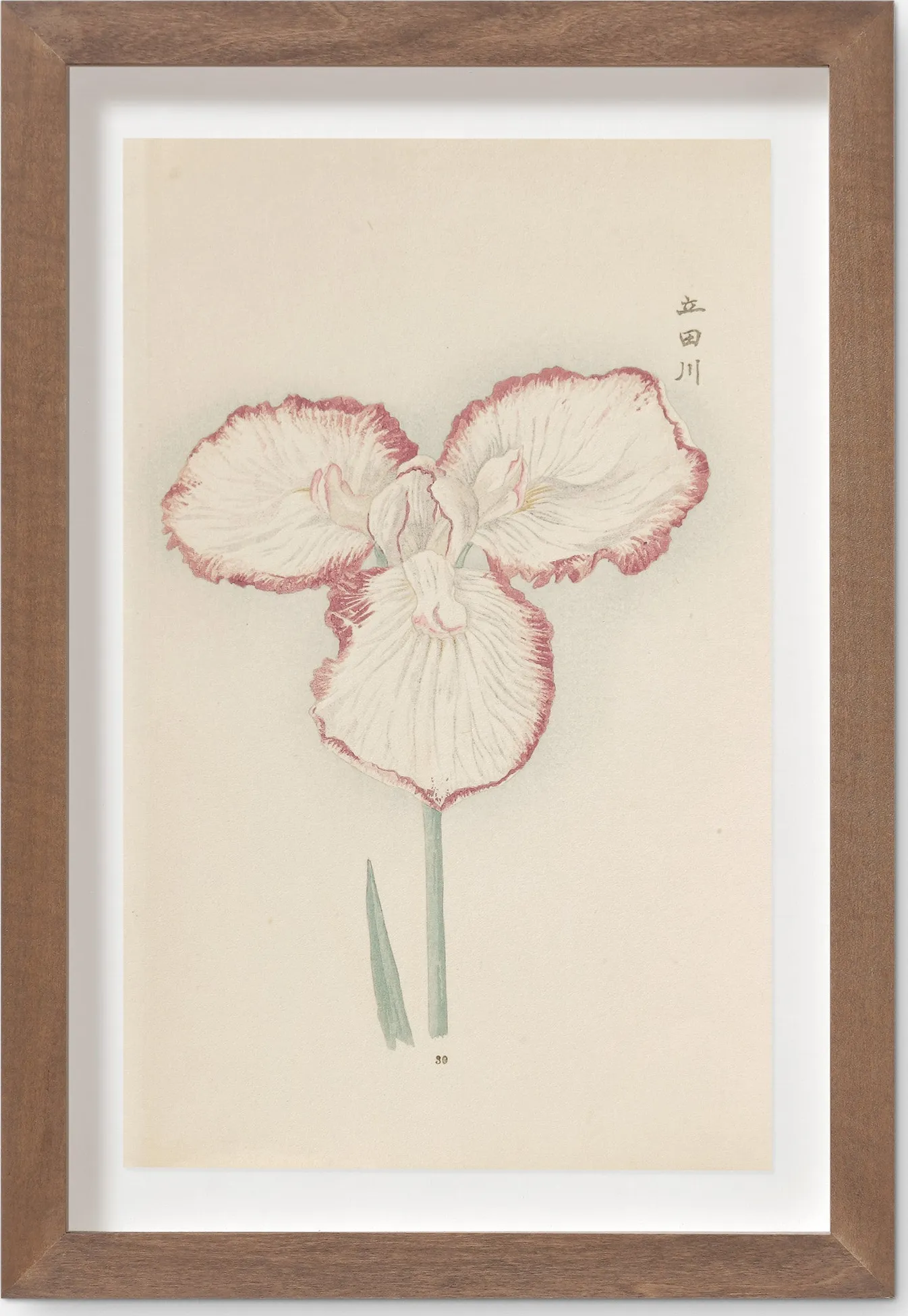 Vintage Japanese Iris No. 30 Wall Art by Miyoshi Manabu