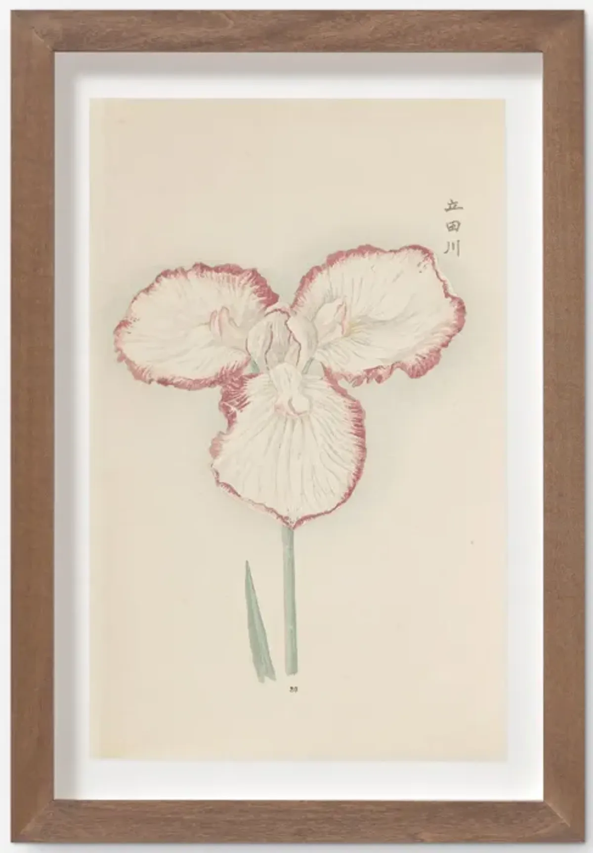 Vintage Japanese Iris No. 30 Wall Art by Miyoshi Manabu