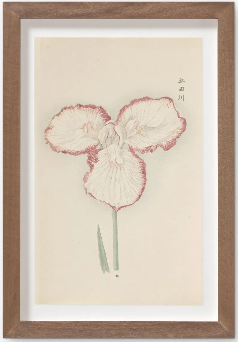 Vintage Japanese Iris No. 30 Wall Art by Miyoshi Manabu