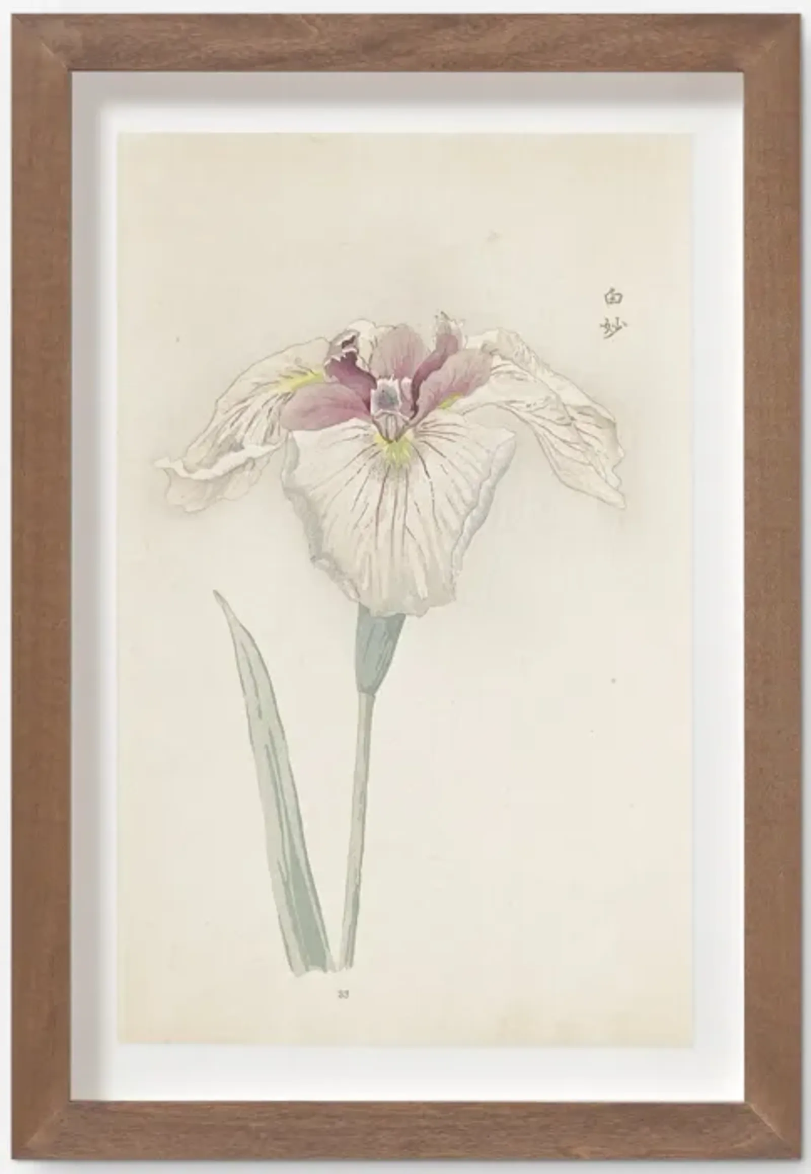 Vintage Japanese Iris No. 33 Wall Art by Miyoshi Manabu