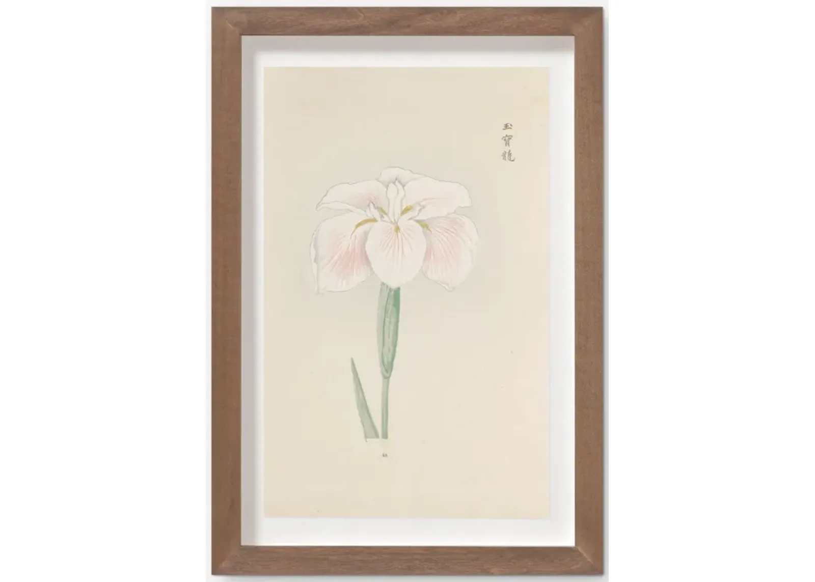 Vintage Japanese Iris No. 48 Wall Art by Miyoshi Manabu