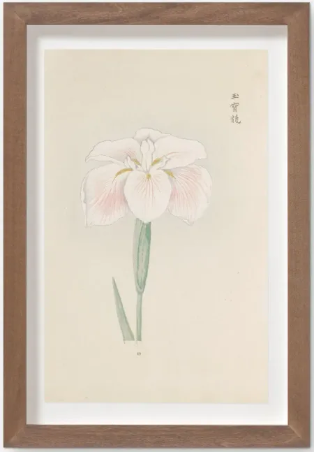 Vintage Japanese Iris No. 48 Wall Art by Miyoshi Manabu